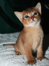 tawny